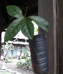 engawa1117016007.jpg