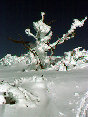 sogopage009007.jpg